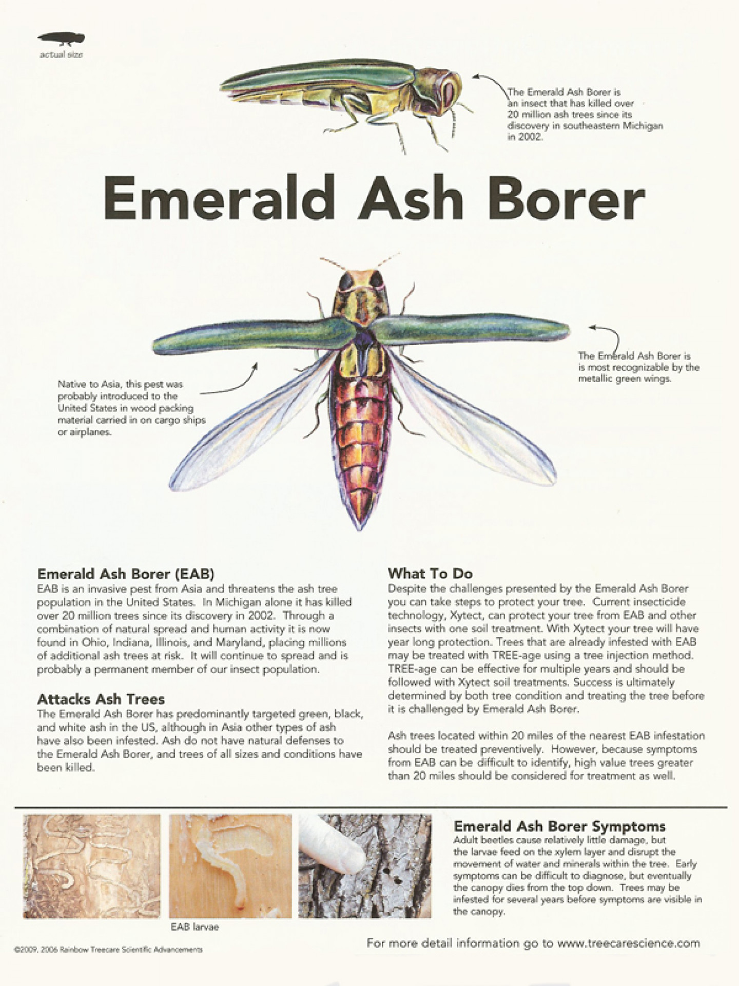 Emerald Ash Borer Treatment Princeton, Montgomery, West Windsor